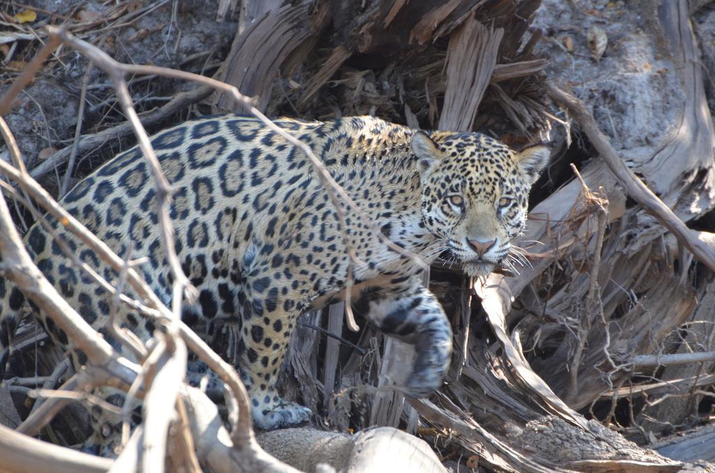 Pousada Reserva Ecologica Jaguar Pocone Exterior photo