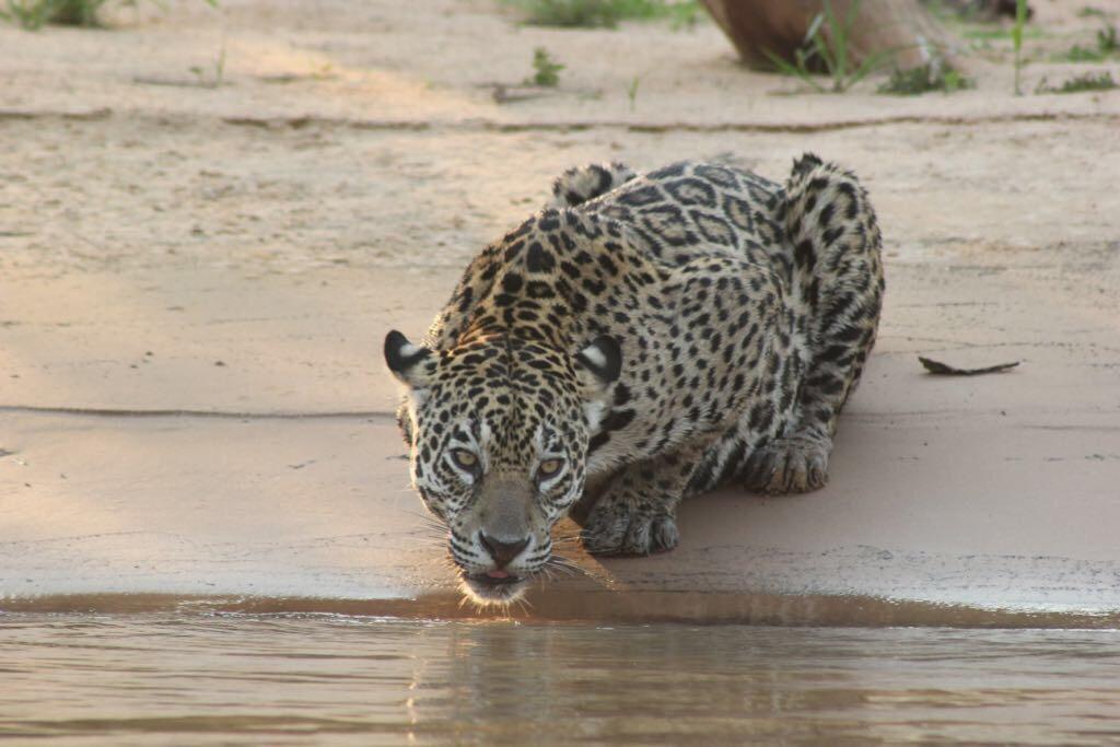 Pousada Reserva Ecologica Jaguar Pocone Exterior photo