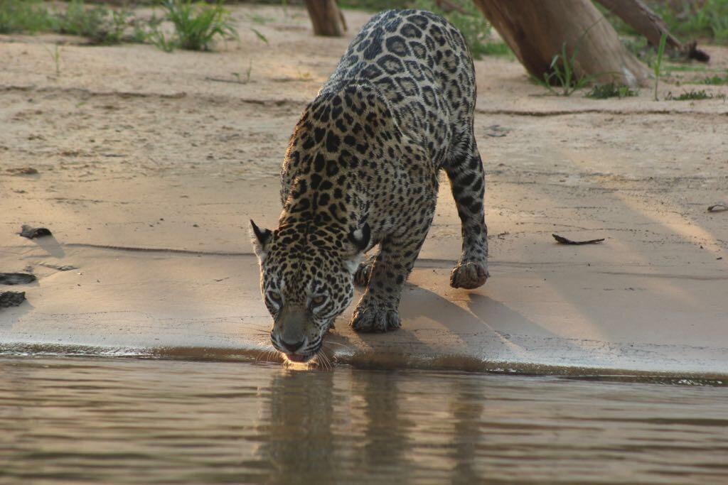 Pousada Reserva Ecologica Jaguar Pocone Exterior photo