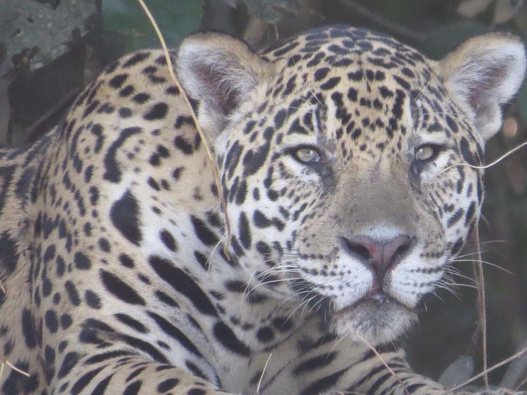 Pousada Reserva Ecologica Jaguar Pocone Exterior photo