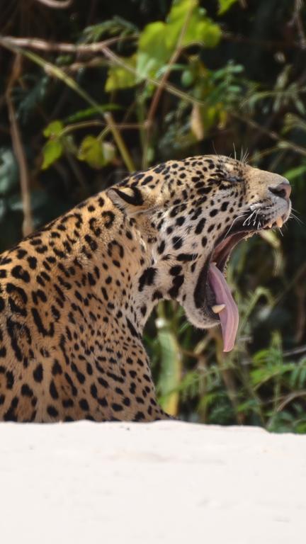 Pousada Reserva Ecologica Jaguar Pocone Exterior photo