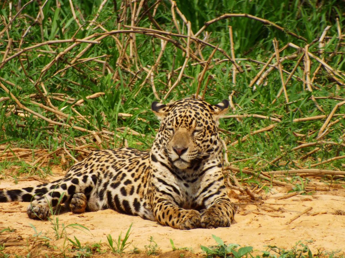 Pousada Reserva Ecologica Jaguar Pocone Exterior photo